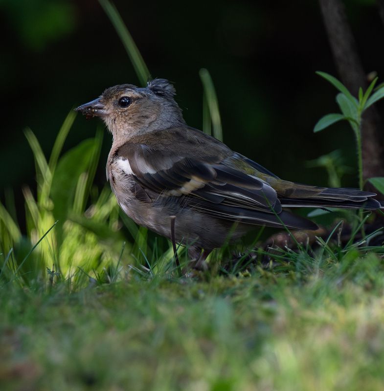 Этюд с зябликомphoto preview
