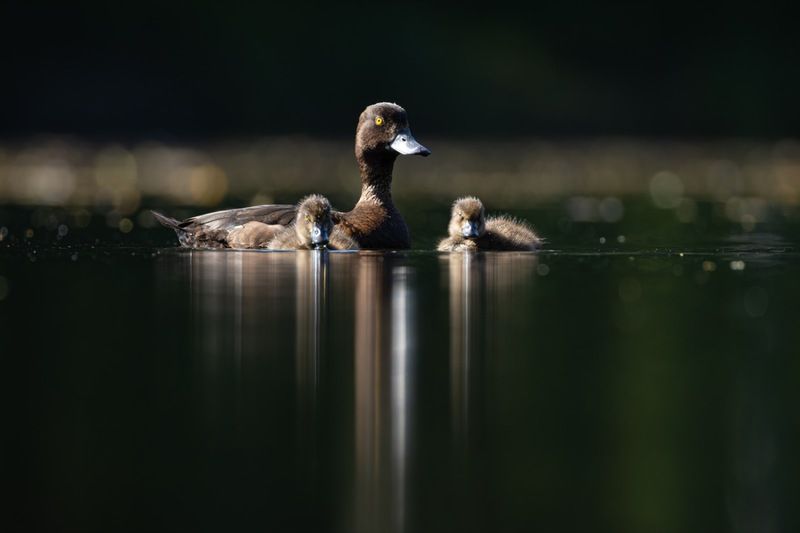 хохлатая чернеть, утка, нырок, птицы, пруд, контражур, утенок Семьяphoto preview