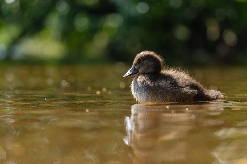 хохлатая чернеть, утка, нырок, птицы, пруд, утенок Зайчикиphoto preview