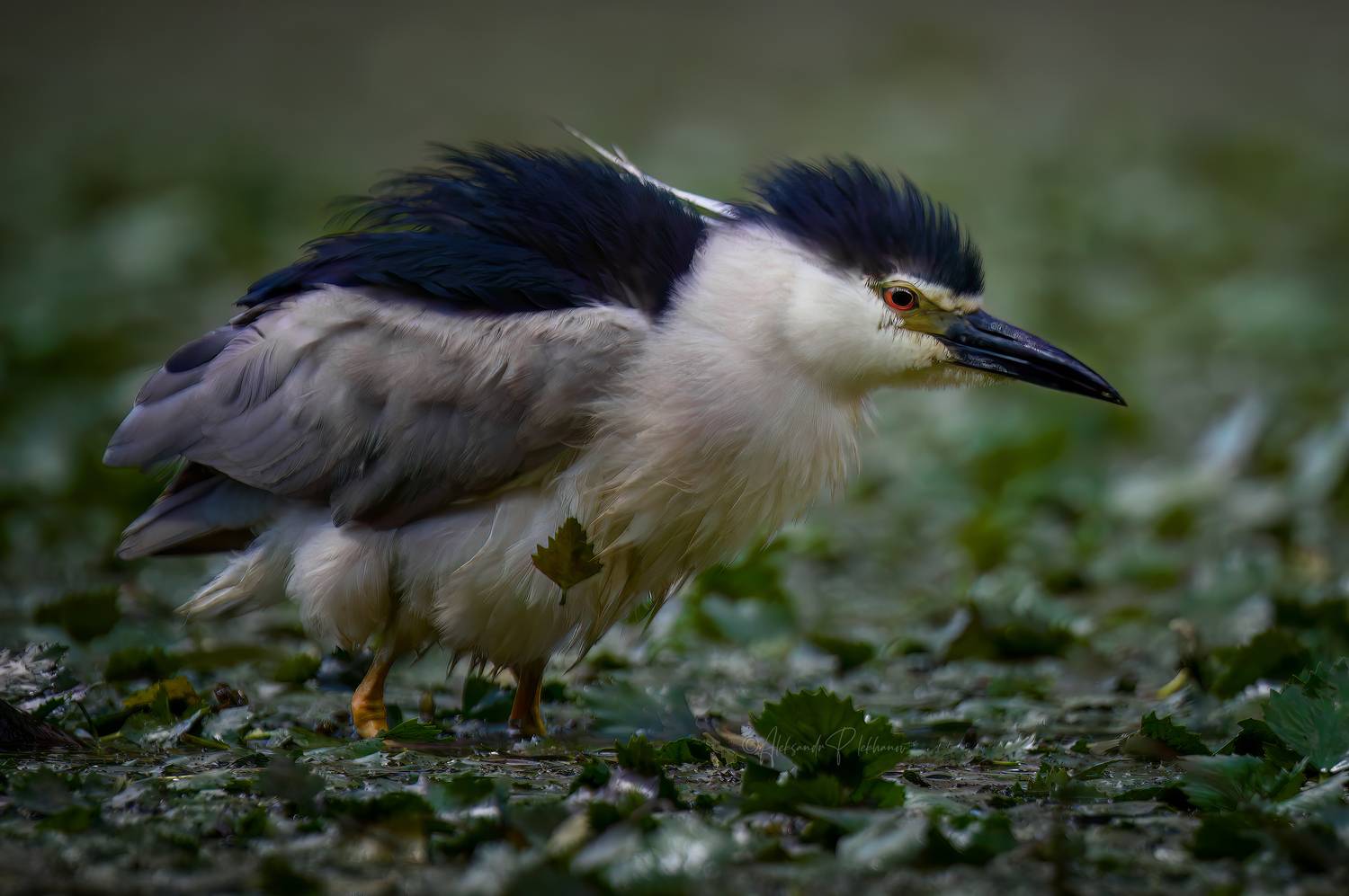 Листик. Автор: Плеханов Александр wildlife, Плеханов Александр