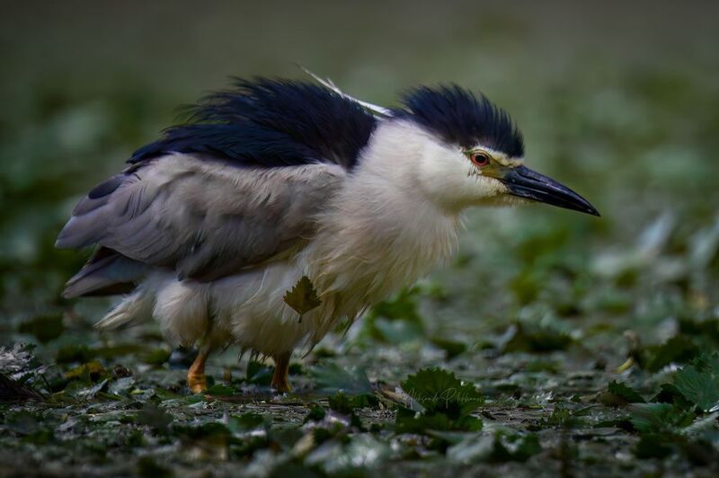 wildlife Листикphoto preview