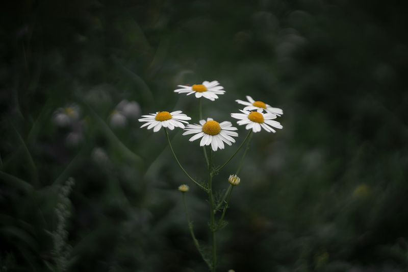 ромашки, цветы, лето, гелиос, боке Ромашковое настроениеphoto preview