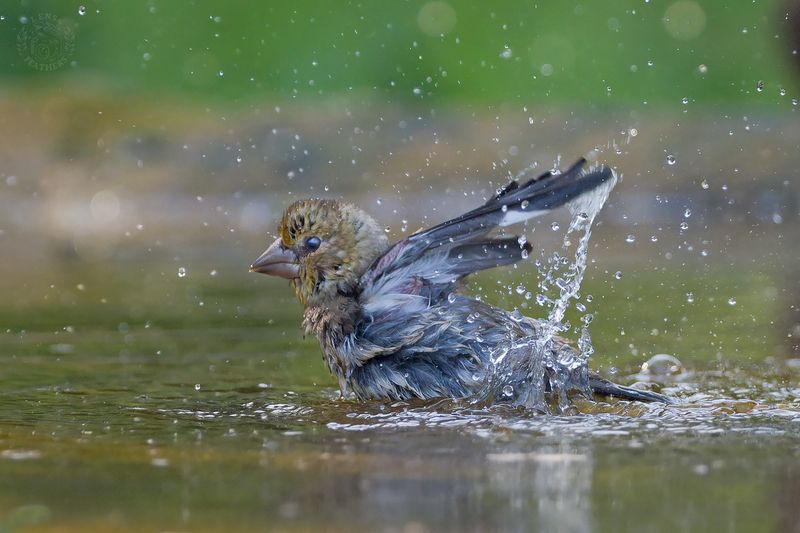 Дубонос - Lens and Feathersphoto preview
