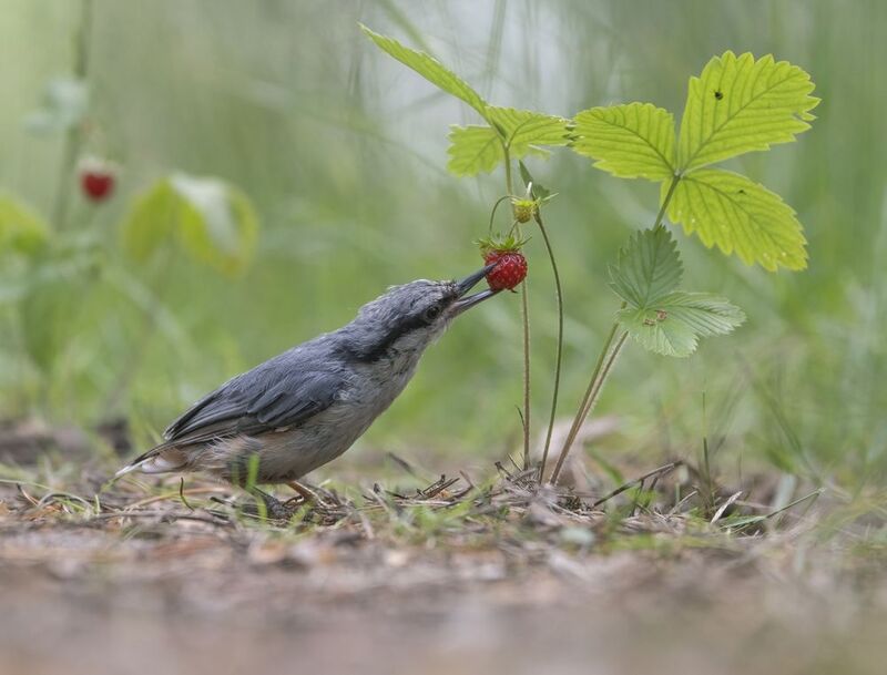 птицы,природа, лето Витаминкаphoto preview