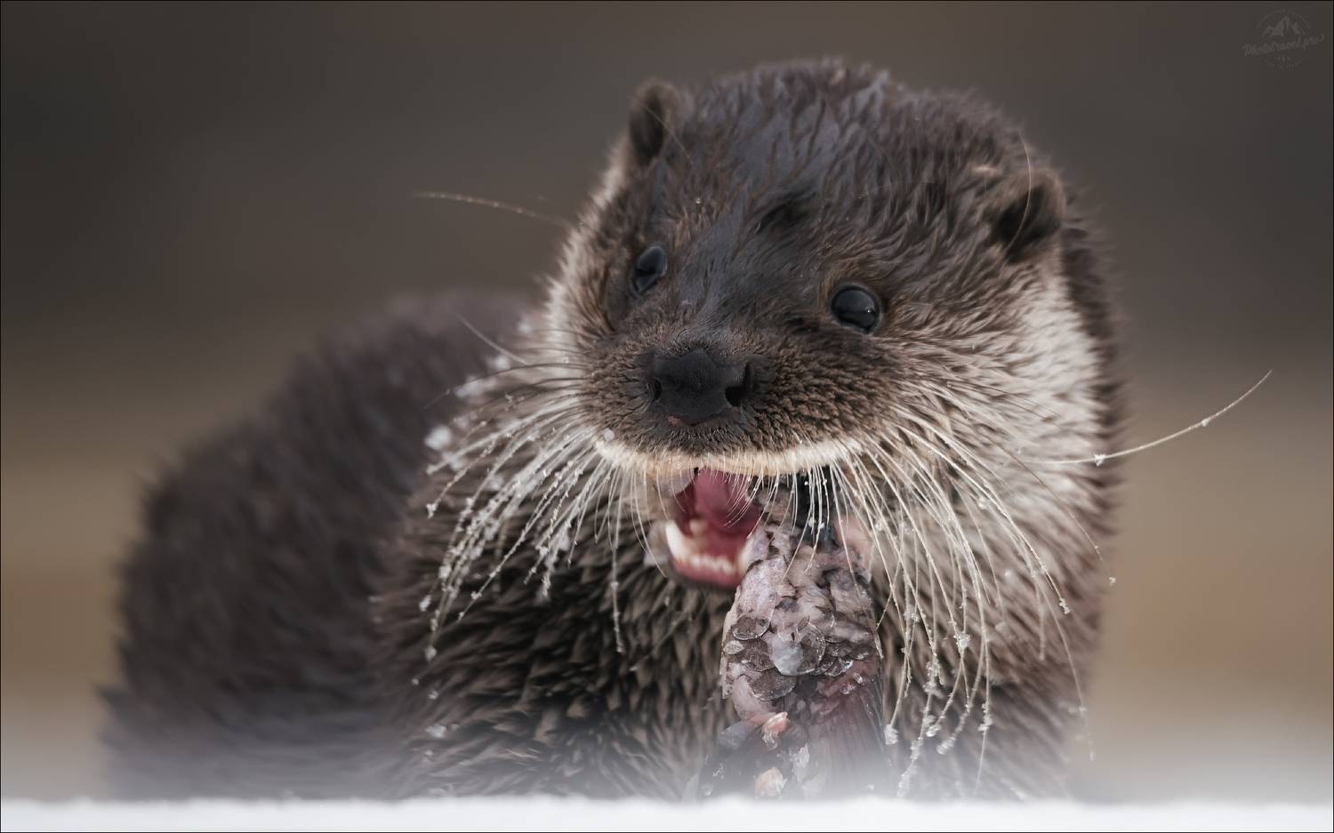 красный бор, фототур в красный бор, беларусь, выдра, otter, Влад Соколовский