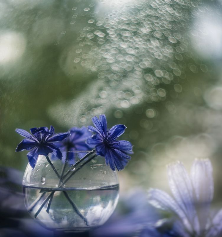 Цикорийphoto preview