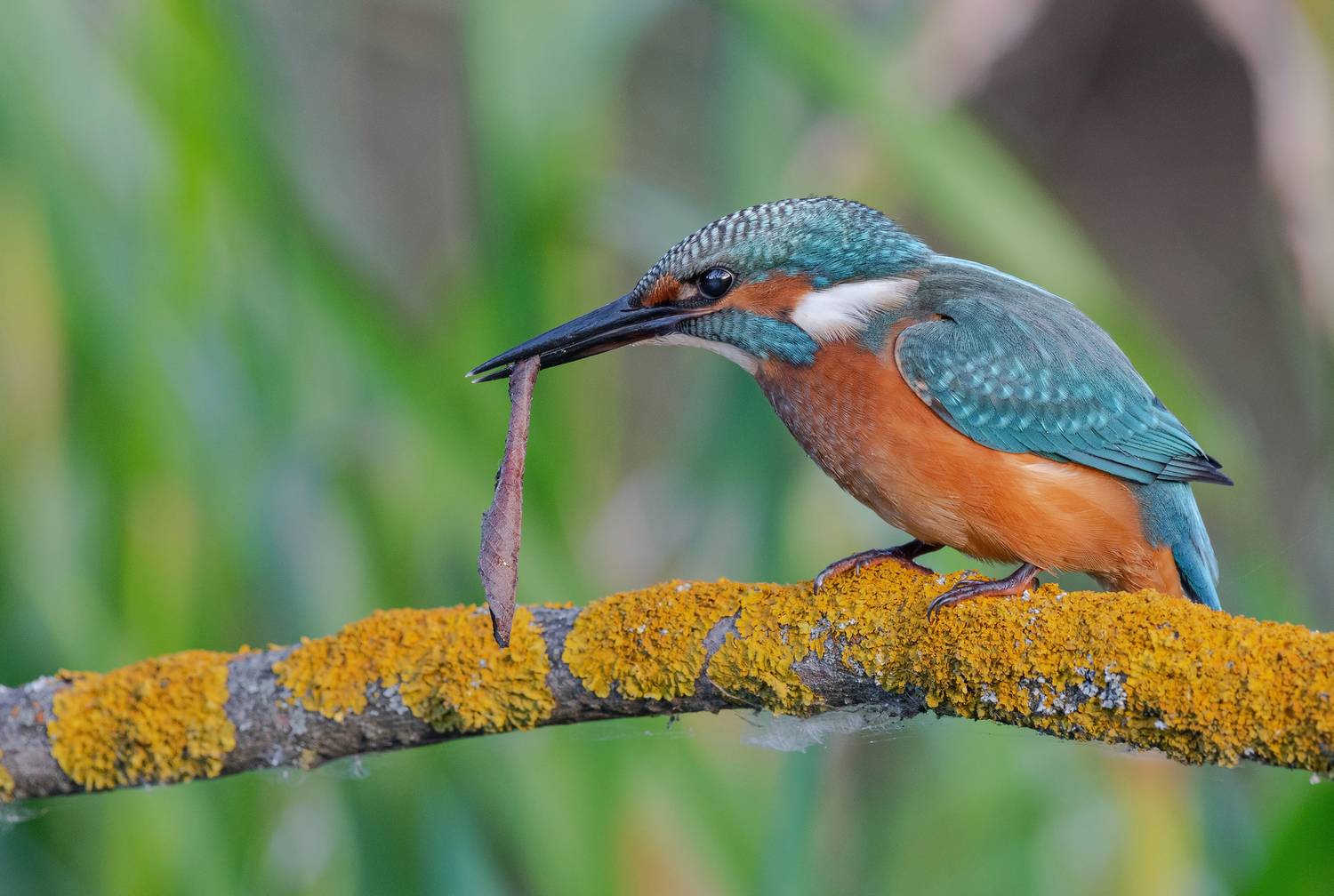 Закручу самокрутку. Автор: Сигушин Руслан зимородок, птицы, весна, лето, фотоохота, Сигушин Руслан