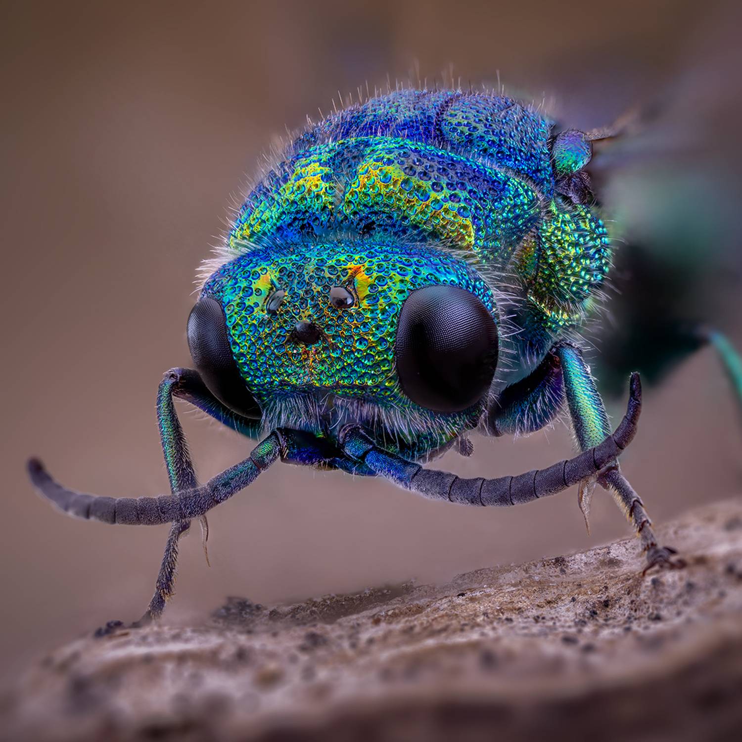 hymenoptera, parnopes grandior, Kavaliauskas Eugenijus