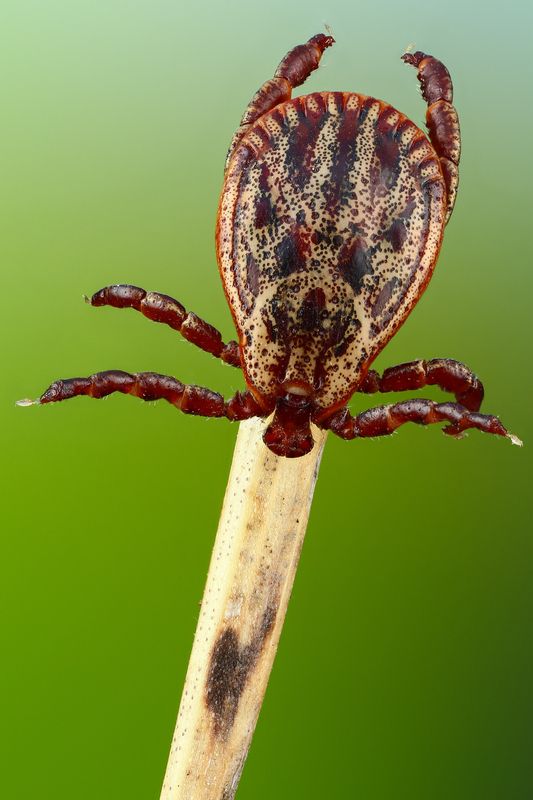 макро,природа,животное,растение,цвет,фото,зеленый,клещ,ветка Клещphoto preview