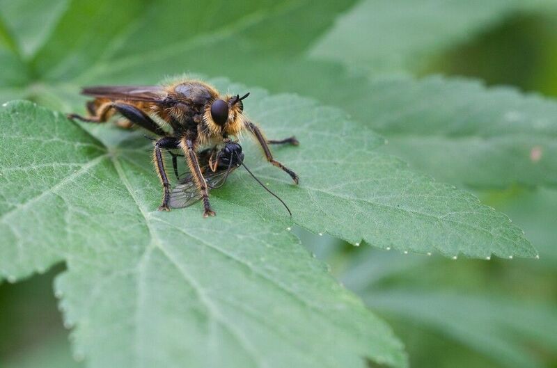 муха ктырь жертва Поцелуйphoto preview