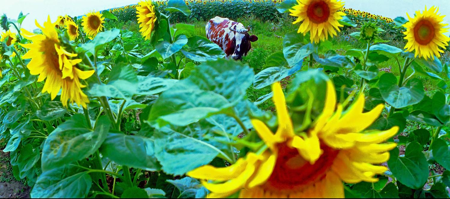 , Андрей Петросян