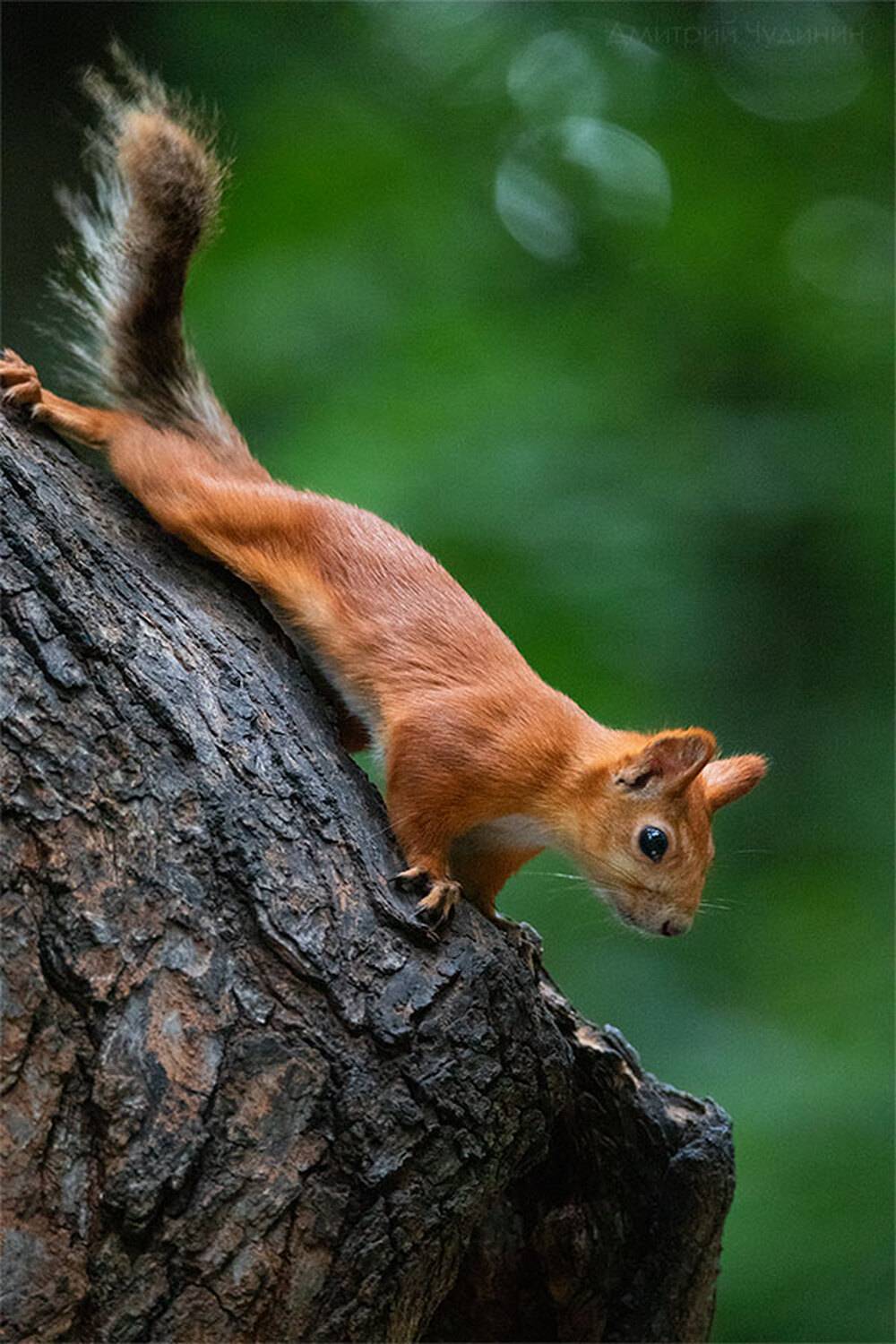 , Чудинин Дмитрий