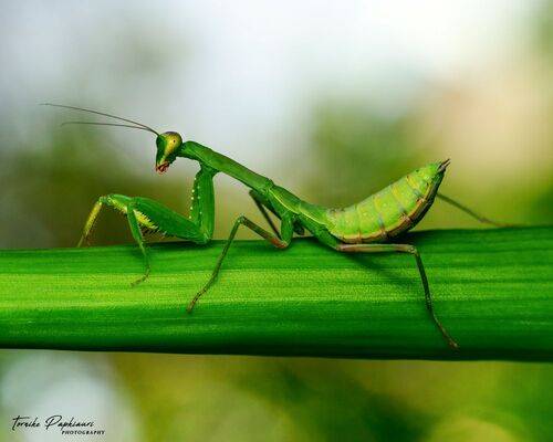 Mantis