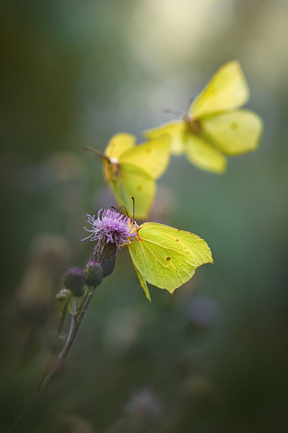 Лимонное трио. Автор: S. Dana , S. Dana