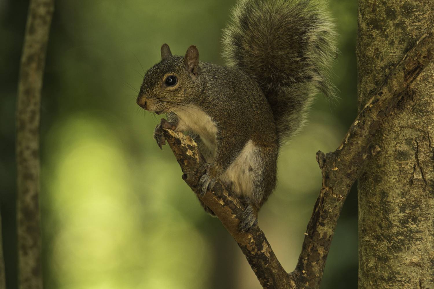 Автор: Стив , Стив