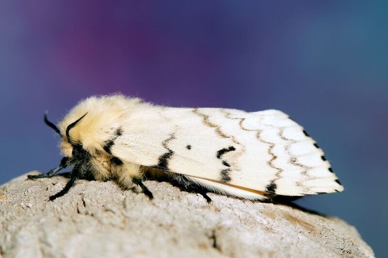 макрофото, макрофотографии, фотомакро, насекомые, макромир, макрофотограф, макроаддикт, макро_мир, naturelovers, naturelover, naturephotography, macrolove, macro_love, biodiversity, macrophotography, macro, macronature, entomology, arthropods, arthropod,  Lymantria disparphoto preview