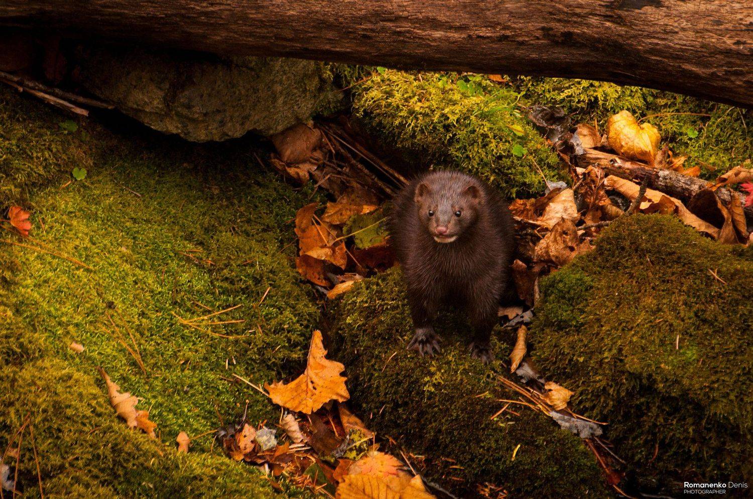 , Романенко Денис