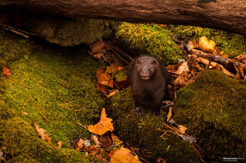 Речная охотницаphoto preview