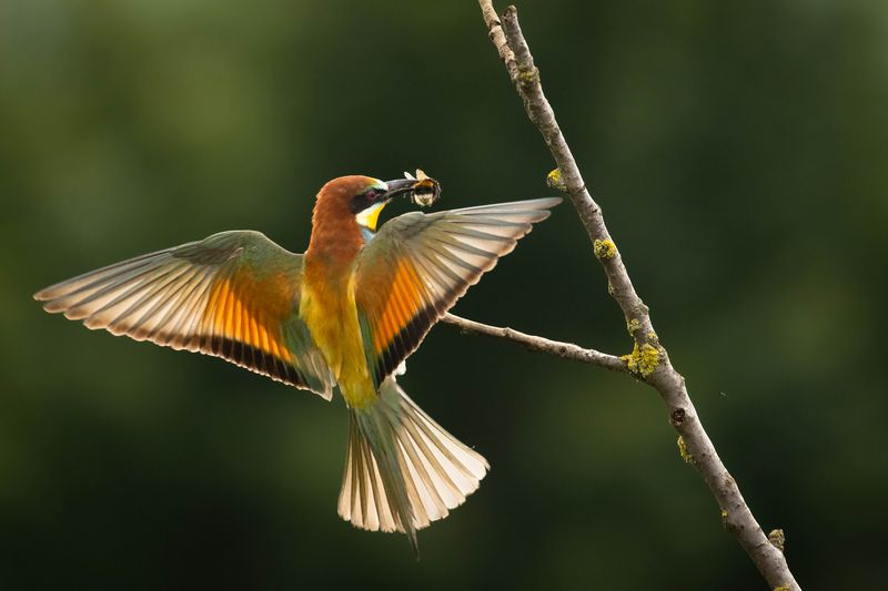 Bee-eaterphoto preview