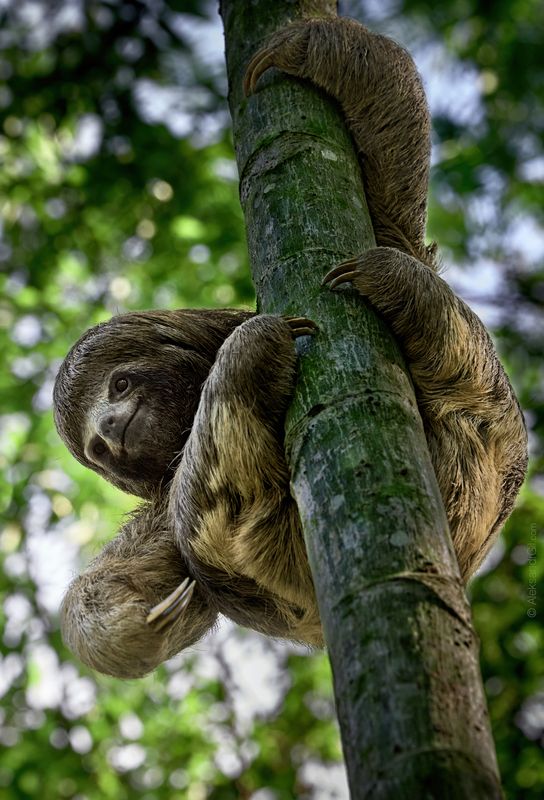Капелька Лениphoto preview