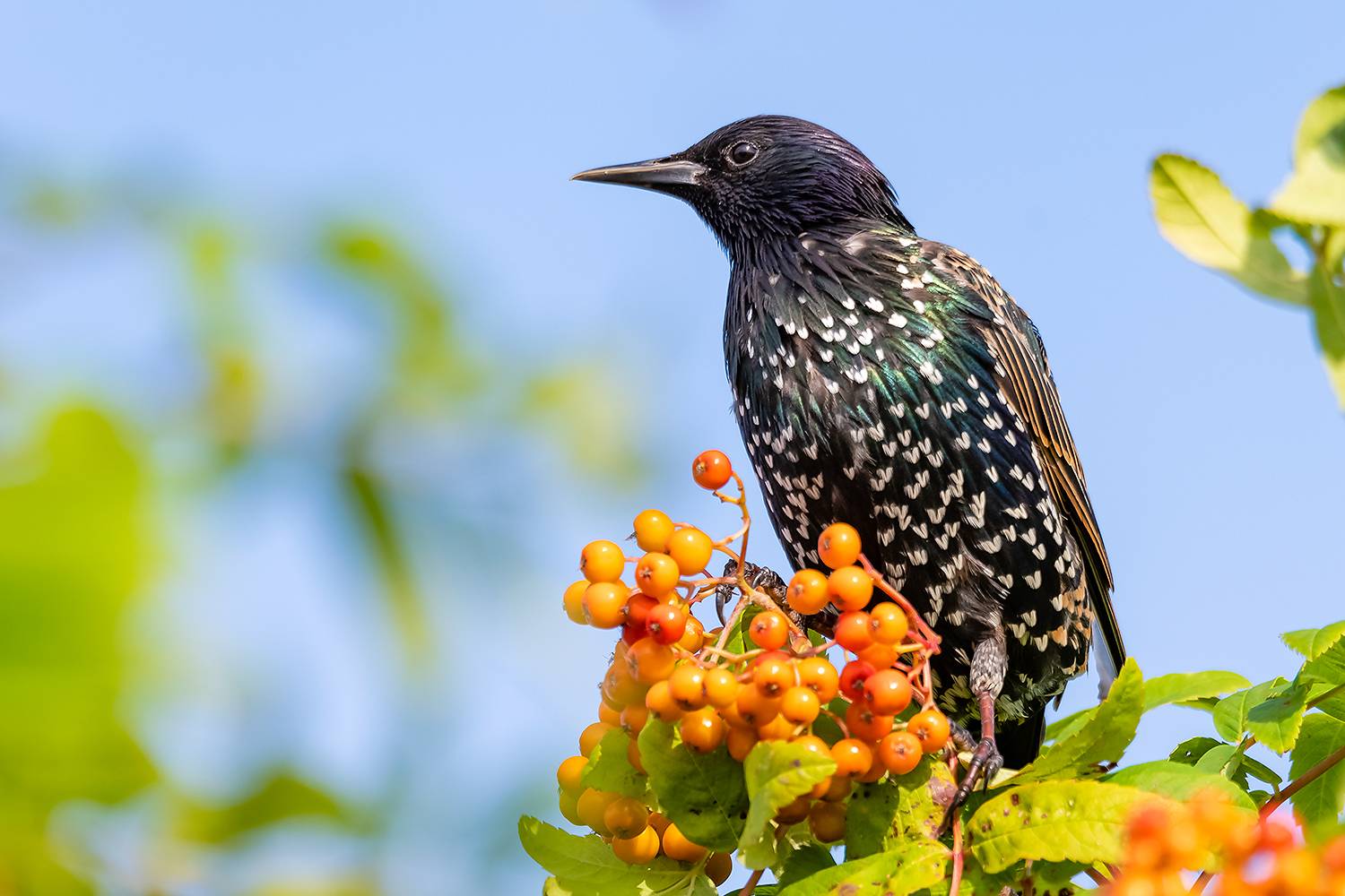 Автор: Абросимов Александр , Абросимов Александр