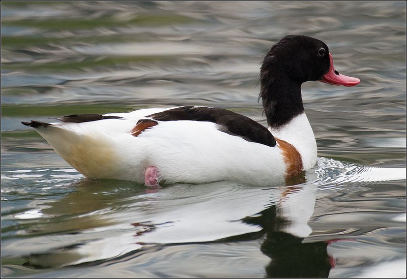 москва, август, парк, пруд, птица Пеганкаphoto preview