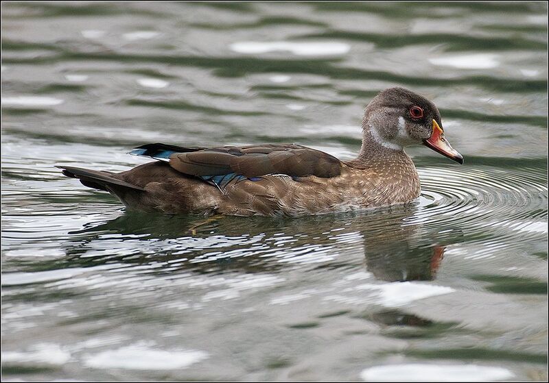 москва, август, парк, пруд, птицы Каролинские утки.photo preview