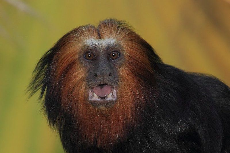 animals, monkey, tamarin, 7D, животные, тамарин, обезьяна  Wow!photo preview