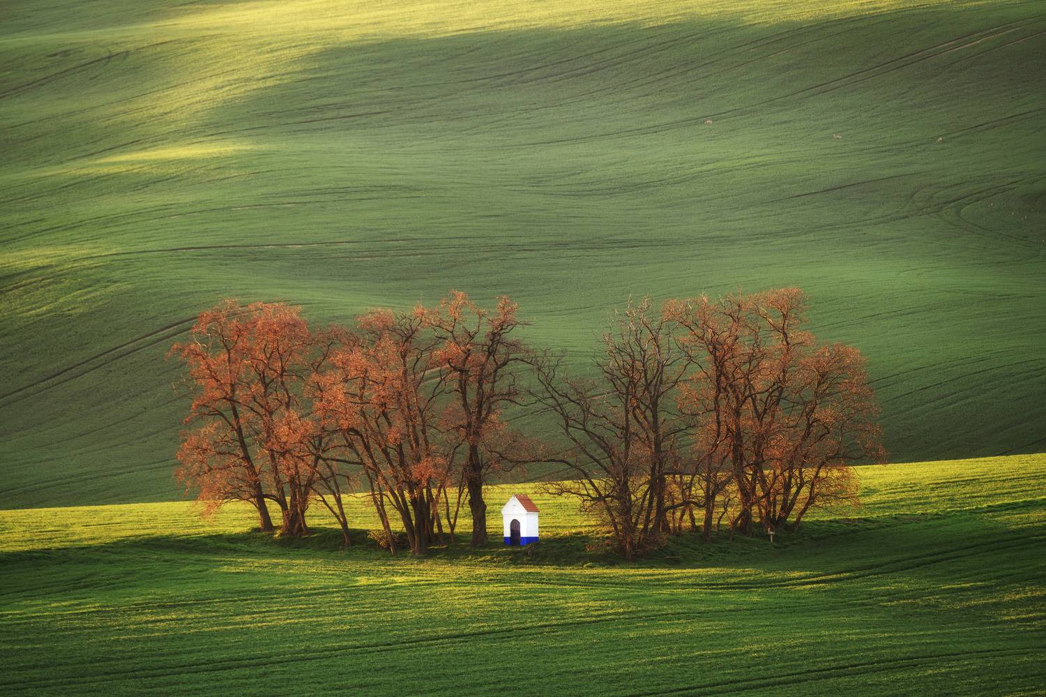field,spring, , Milan Samochin