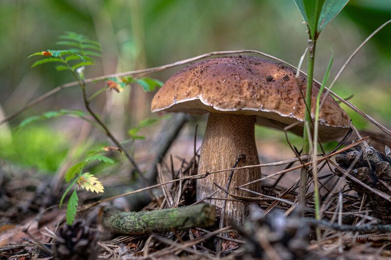 В лесу. Август.photo preview