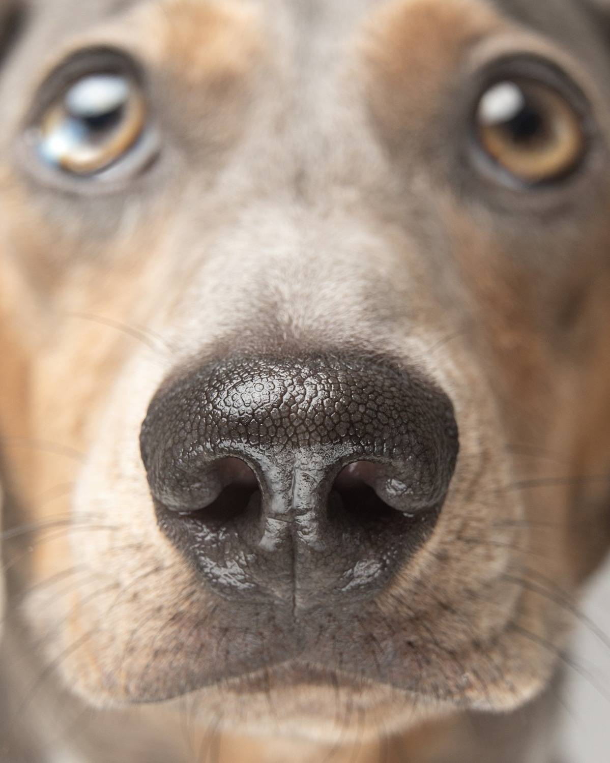 Автор: Almasconpelo , Almasconpelo