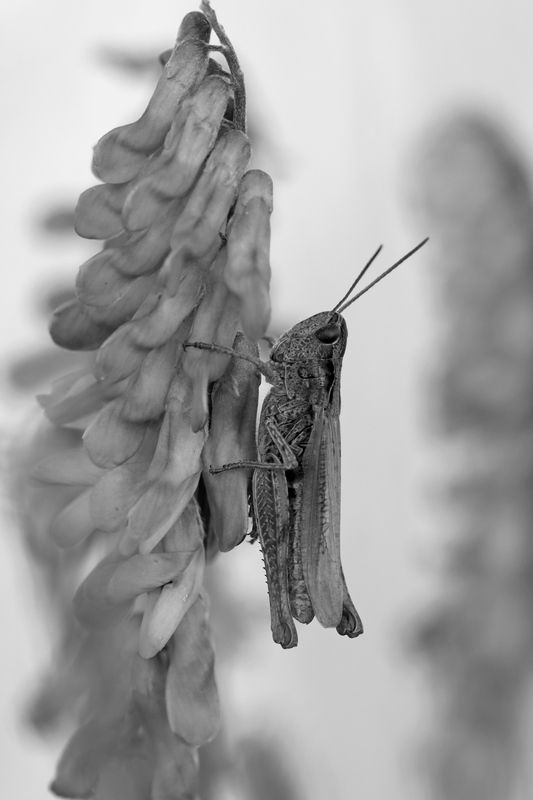 Саранчаphoto preview