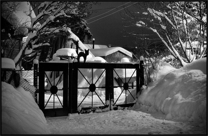 Прогулка черного котаphoto preview