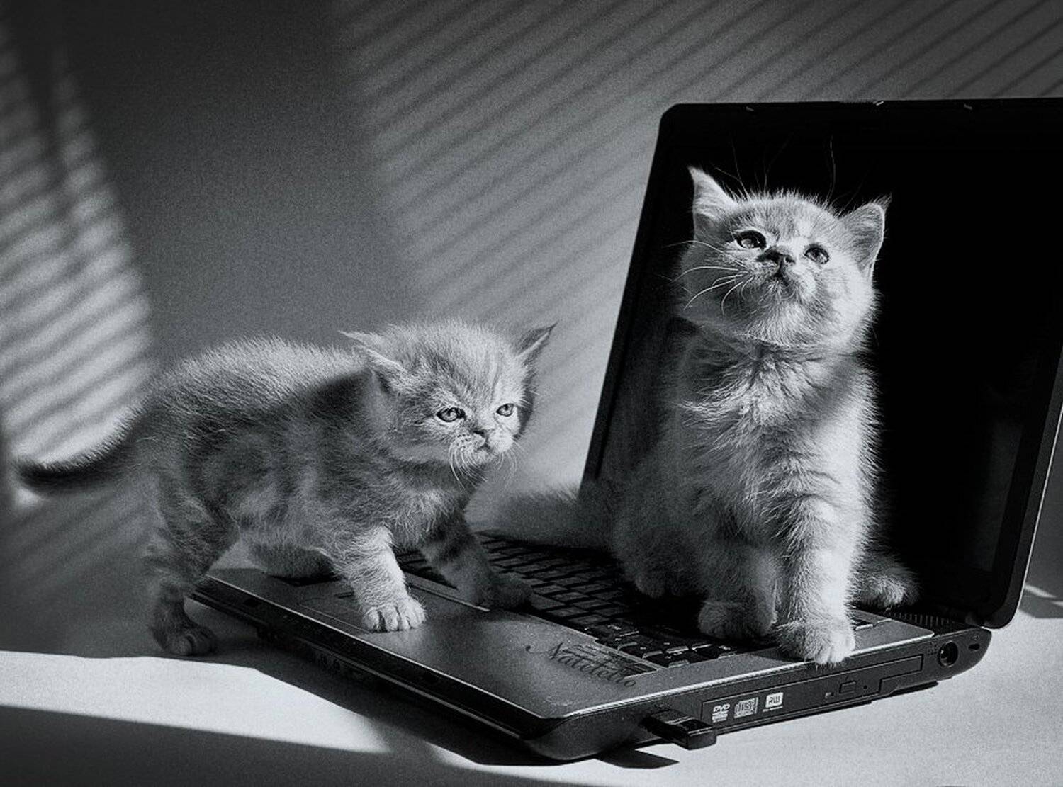 компьютерные котята. Автор: Nateletro , Nateletro