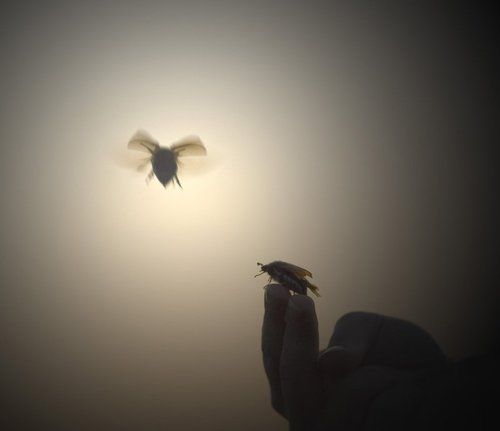 Лети, голубь