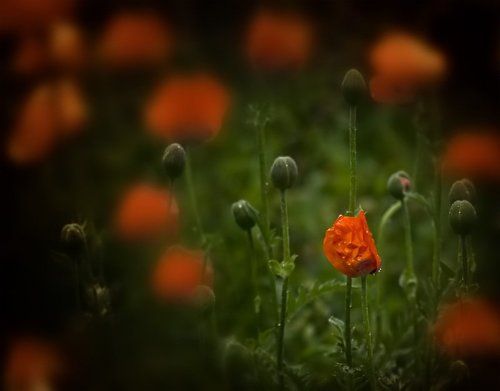 Маковый сон