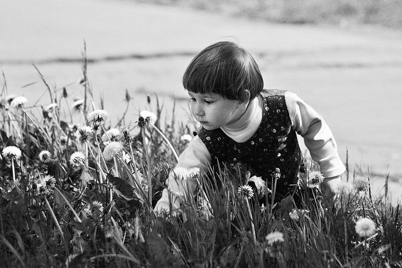 дети, цветы У дорожки одуванчиковый лес.. В нём Алиса бродит в поисках чудес..photo preview
