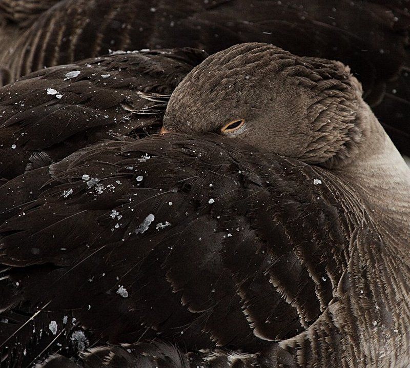 птица, отдых, полынья Пригреласьphoto preview