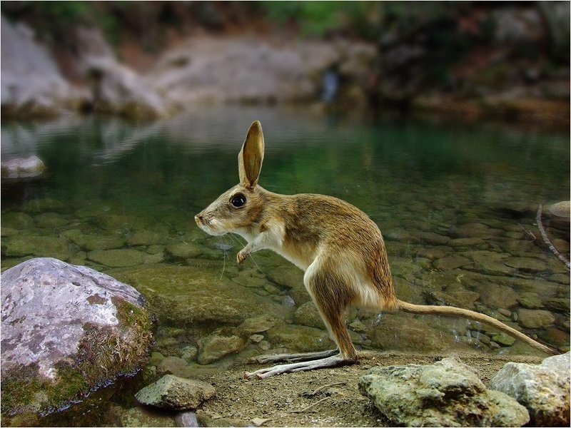 большой, крымский, тушканчик На водопое как-то раз...photo preview