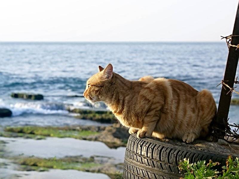 рыжий, кот, mariavgorskaya