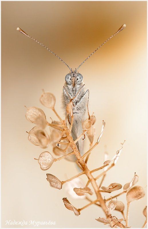 Антенны, Белянка Под прямым угломphoto preview