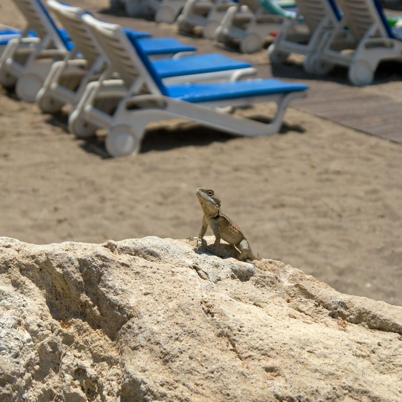 Солнечные ванны на пляжеphoto preview