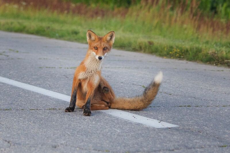 Лисёнокphoto preview