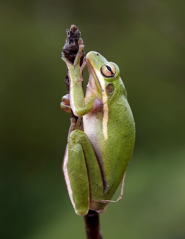 макро, квакша, лягушка, frog, macro, земноводные Frog. Квакша. Зеленая североамериканская Квакшаphoto preview