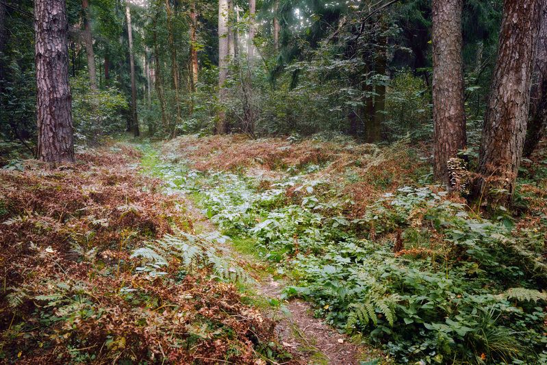 лес, деревья, листва, свет, осень В осеннем лесуphoto preview