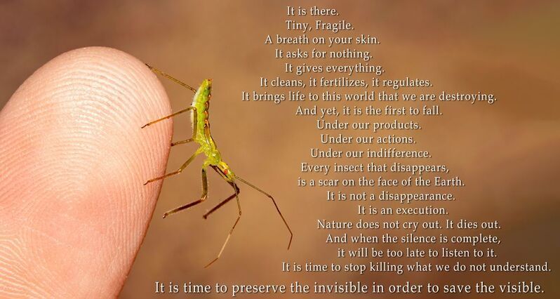 макрофото, макрофотографии, фотомакро, насекомые, макромир, макрофотограф, макроаддикт, макро_мир, naturelovers, naturelover, naturephotography, macrolove, macro_love, biodiversity, macrophotography, macro, macronature, entomology, arthropods, arthropod,  Preserve the Invisiblephoto preview