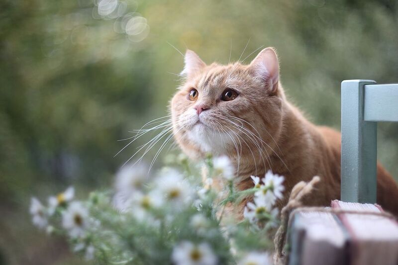 кот,ромашки, книги, мануальная оптика гелиос 77 m, ирина горюкина,беларусь Литературный критикphoto preview