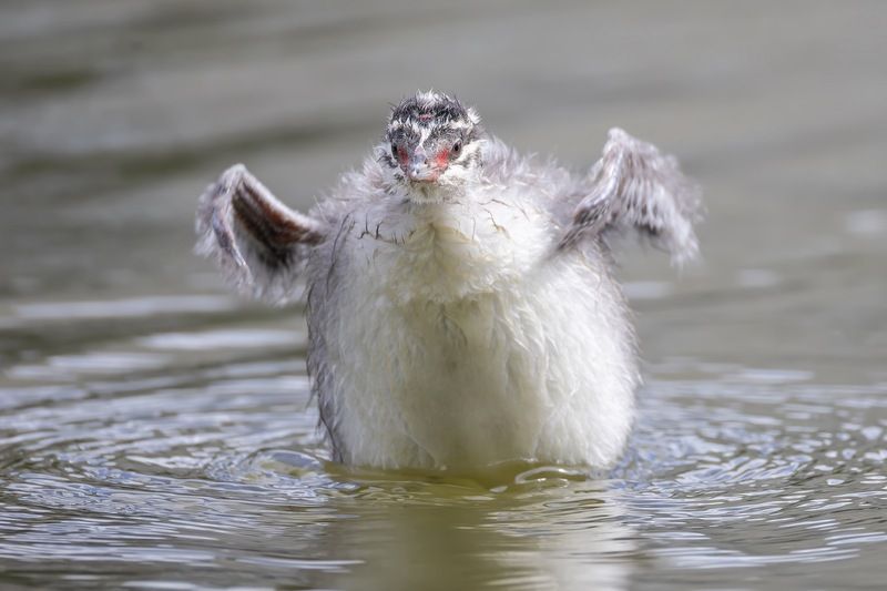 камышевка, птицы photo preview