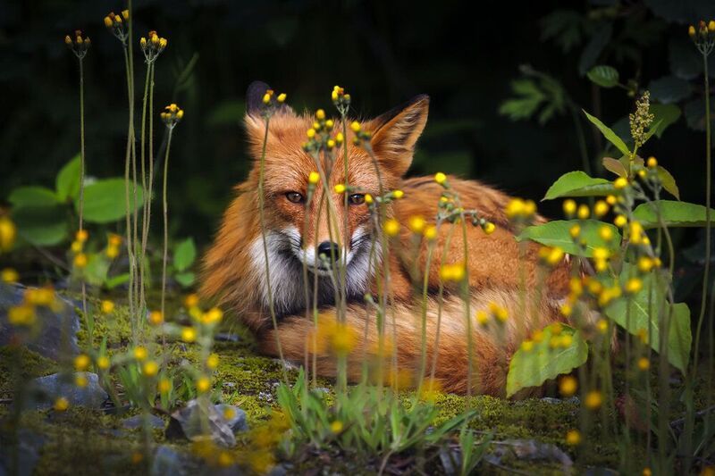 лиса, рыжая, камчатка Про лисуphoto preview