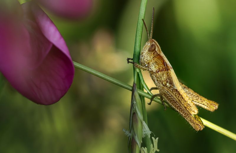 Сладкий сонphoto preview